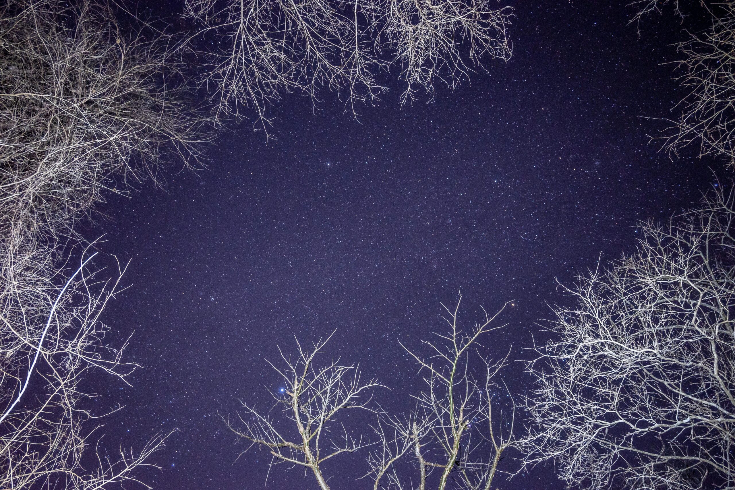 Stunning view of stars through bare tree branches against a purple night sky in Oaxaca, Mexico.