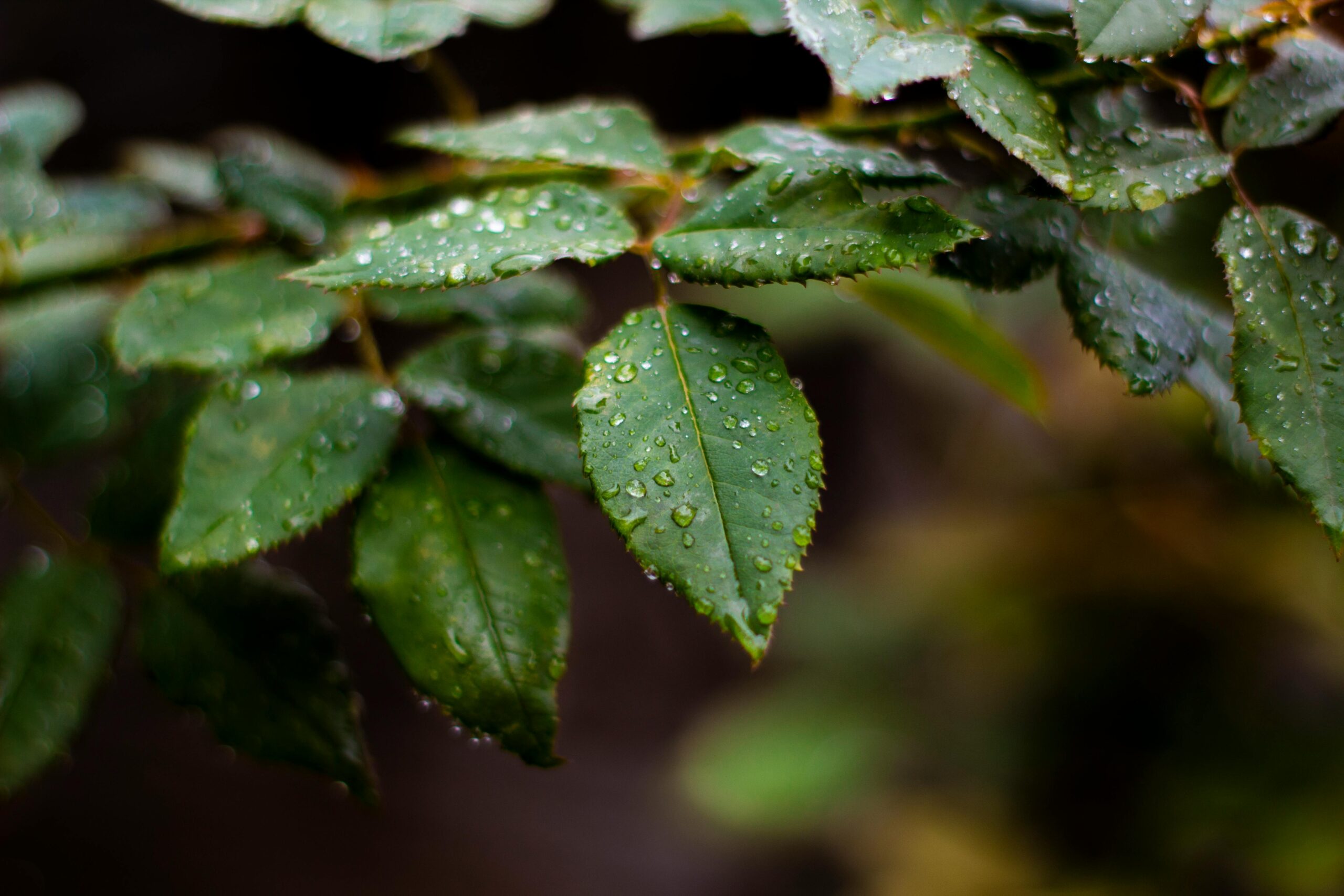Macro shot of green leaves with water droplets after rain in an outdoor garden.