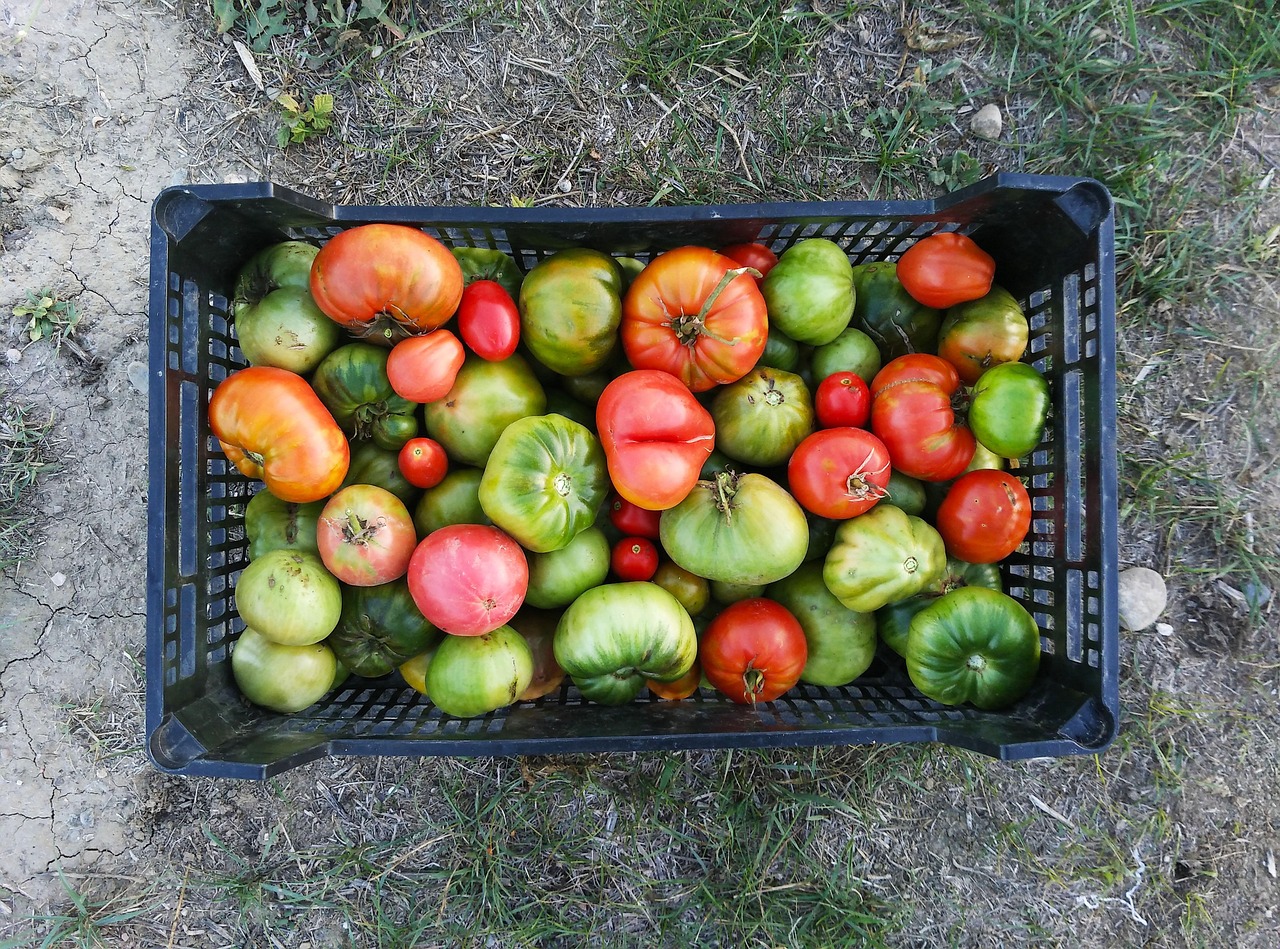 tomatoes, green tomatoes, harvest, cultivation, orchard, huerta, green, healthy, vegetables, food, greenhouse, tomato, ecological, huerta, huerta, huerta, huerta, huerta