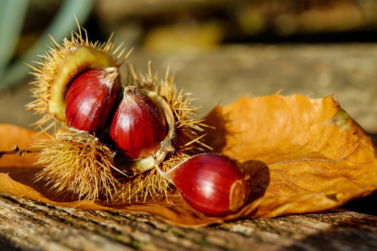 chestnut, sweet chestnut, chestnuts, fruit, brown, nature, edible, specialty, food, plant, prickly, autumn decoration
